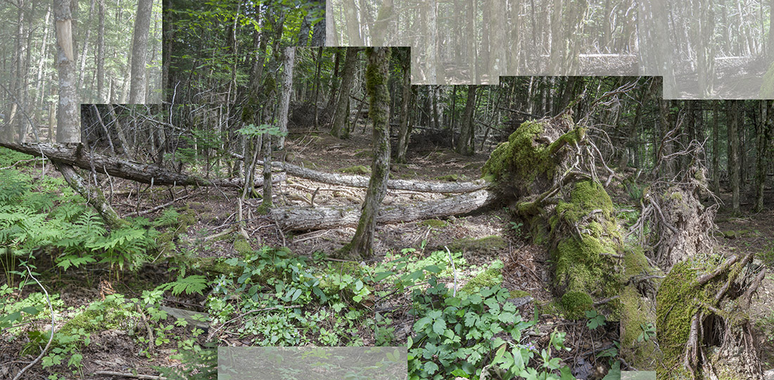 forest at Dorje Demna Ling