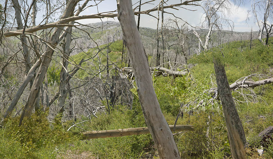 William Heise State Park chaparral growth after fire