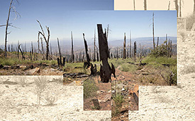 Cuyamace Forest after fire